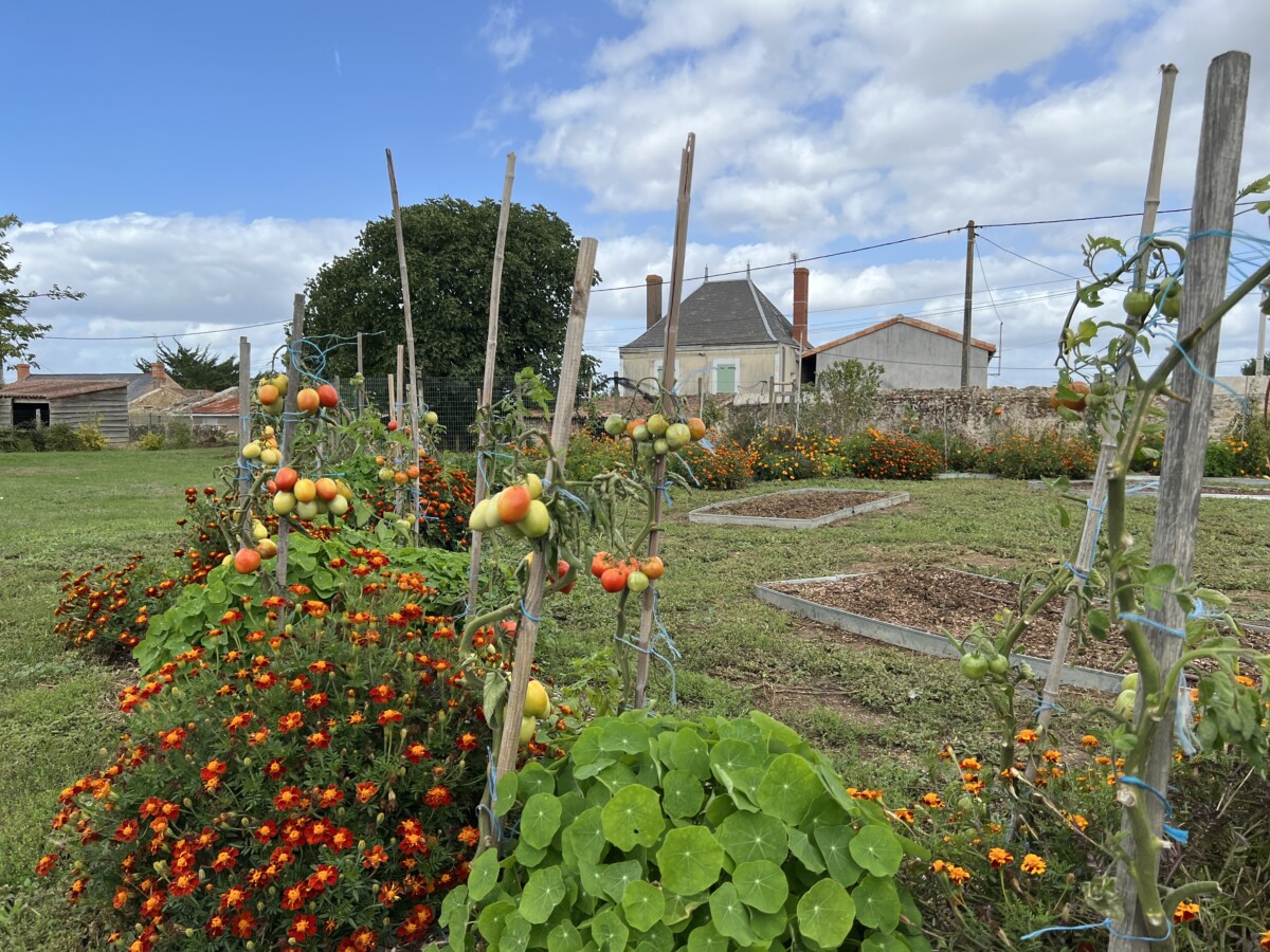 Jardin partagé « De la Terre à l’Assiette »